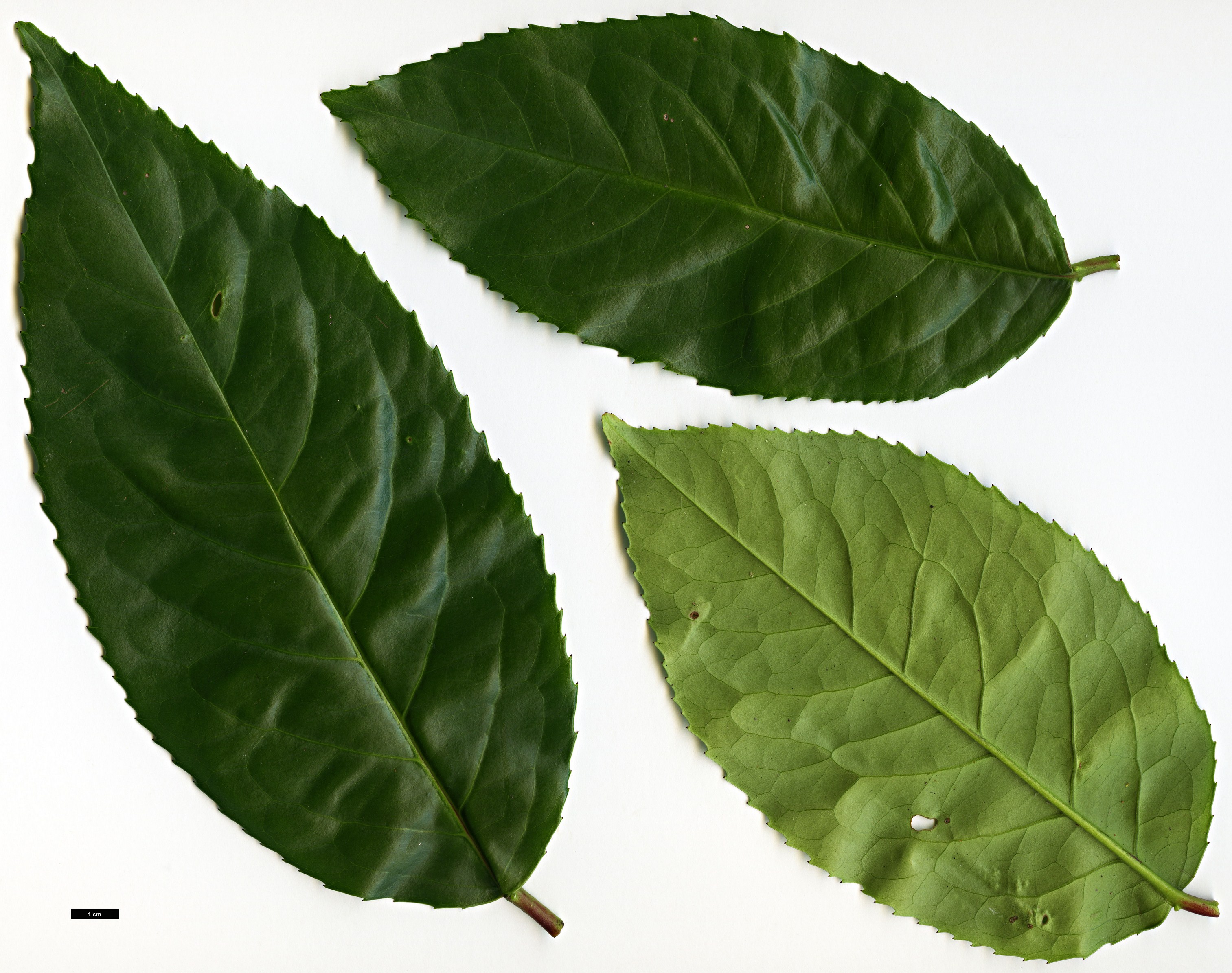 High resolution image: Family: Rosaceae - Genus: Prunus - Taxon: zippeliana
